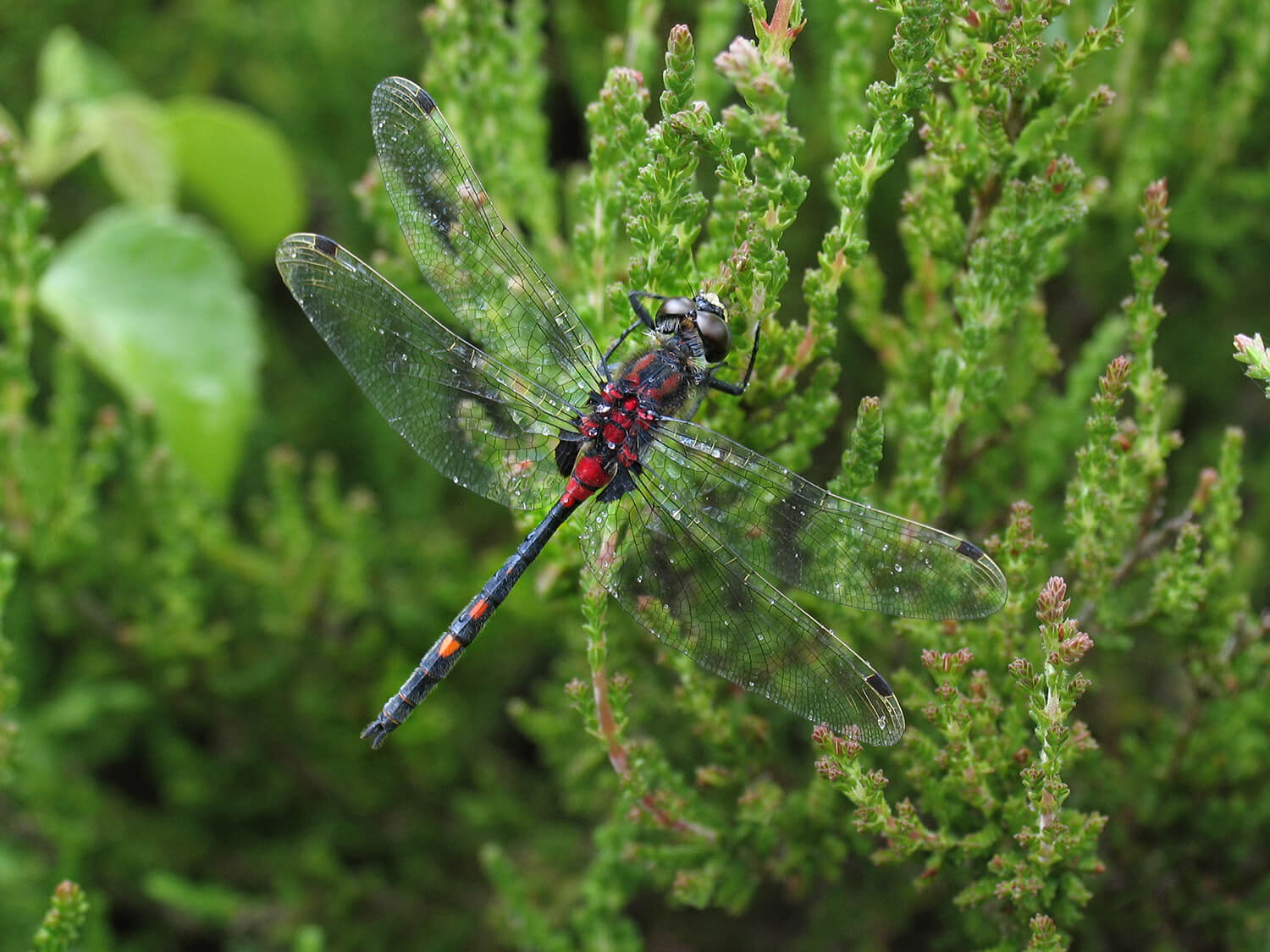 Male Leucorrhinia dubia by David Kitching